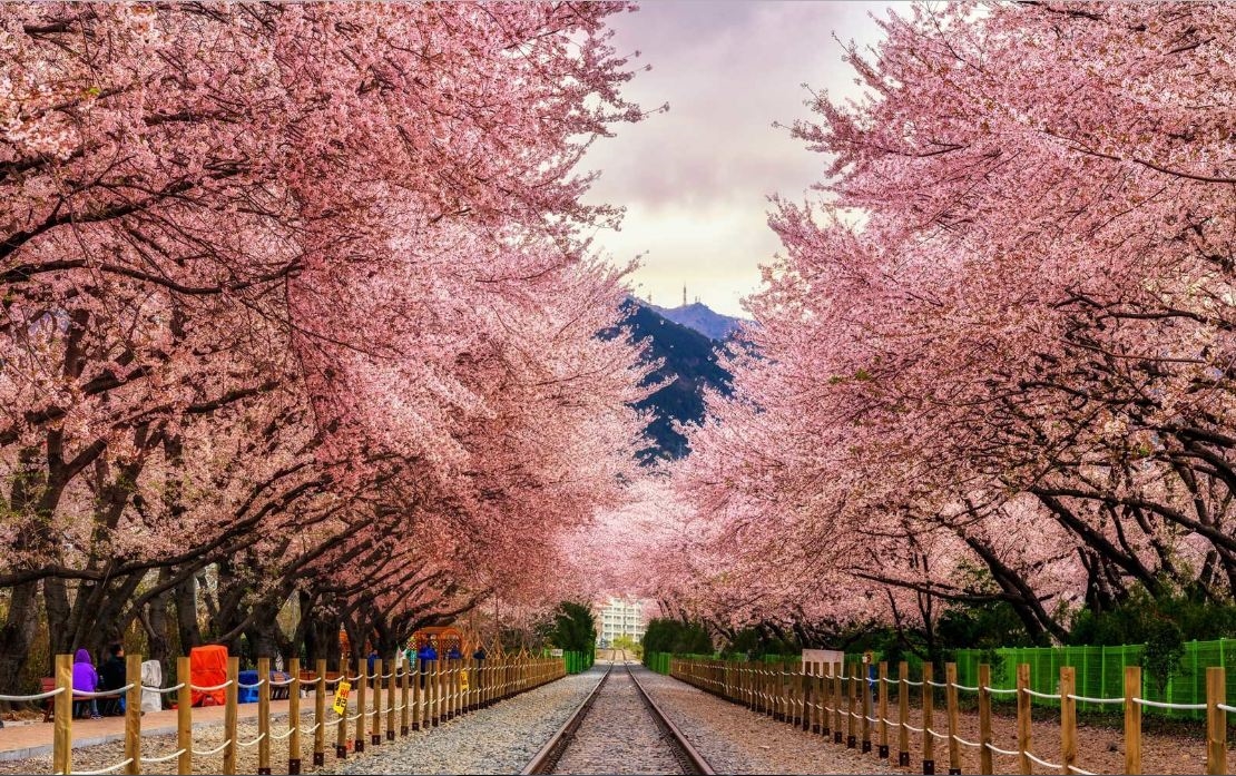 Vẻ đẹp mùa hoa Anh Đào Nhật Bản